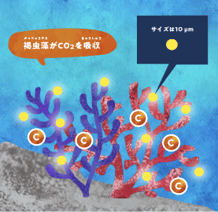 多くの魚たちを育むサンゴ礁